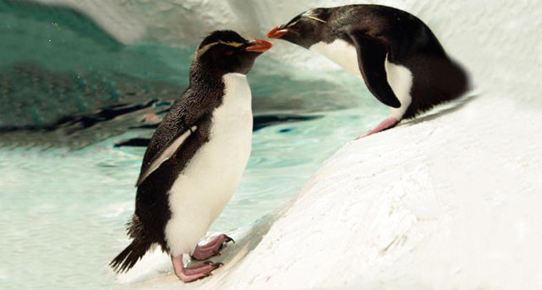 Plan en pareja ver pingüinos en Faunia