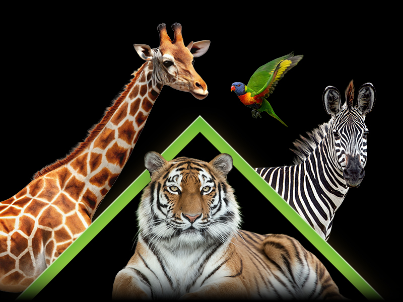 Black Friday Zoollower 2025