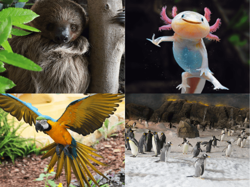 Bono Parques Bono Zoollower
