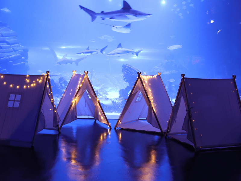Durmiendo con tiburones